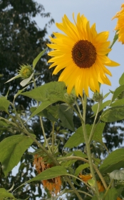 Sonnenblume (Helianthus annuus)